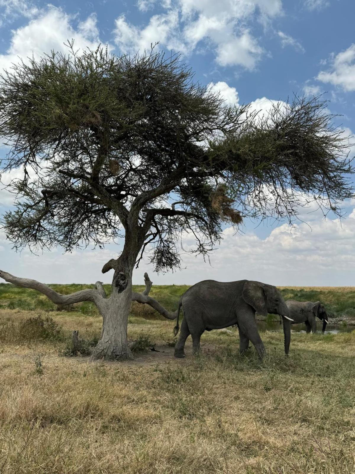 Maasai Eco Boma & Lodge - Experience Maasai Culture Makuyuni Dış mekan fotoğraf