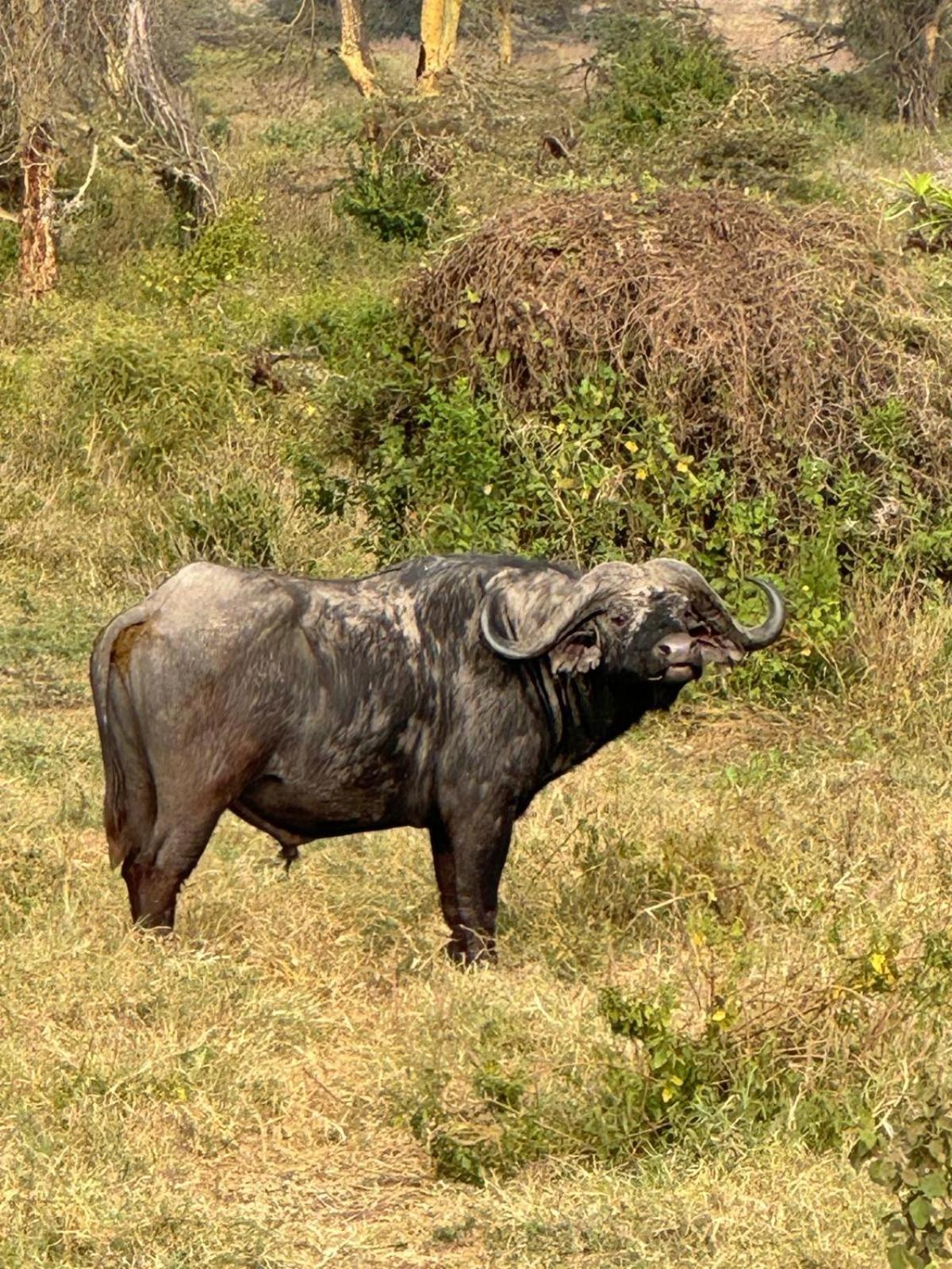 Maasai Eco Boma & Lodge - Experience Maasai Culture Makuyuni Dış mekan fotoğraf